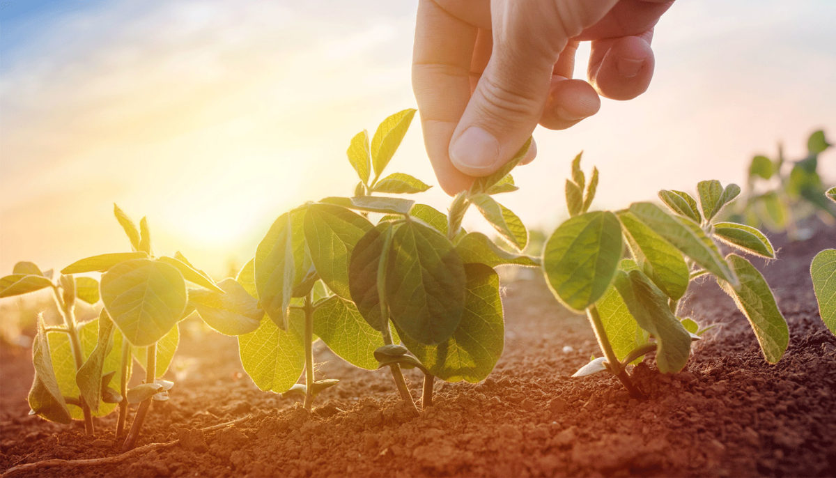 L’agroécologie levier d’une agriculture durable