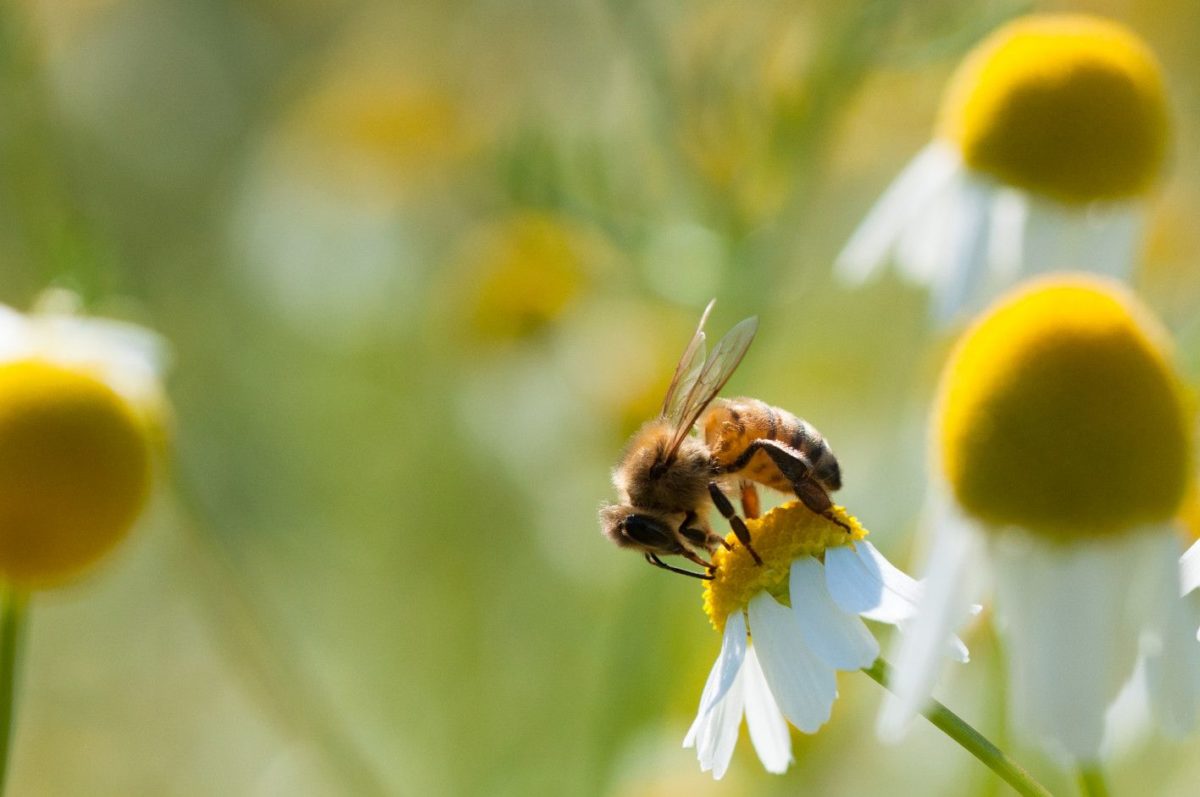 d’aucy favorise la biodiversité