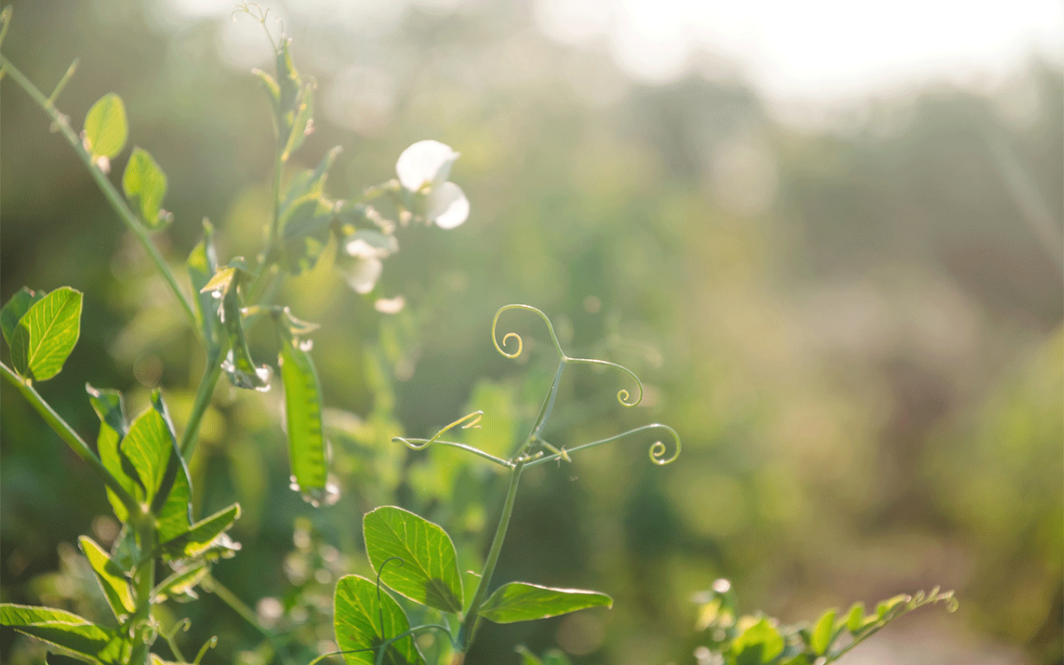 Transition agricole : le temps long face à l’immédiateté exigée par l’ « individu roi »