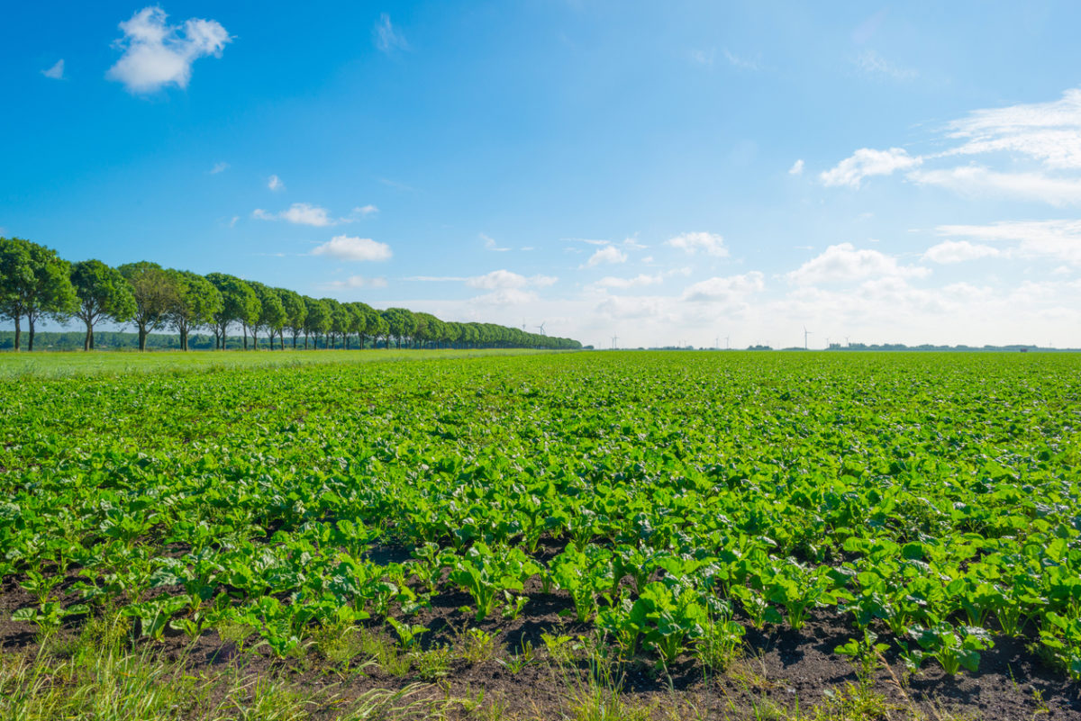 [Fiche de gamme] Certification environnementale légumes d’aucy