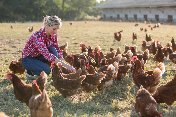 La démarche ETICA, pour des approvisionnements respectueux du bien-être animal en restauration collective